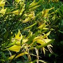 Hemerocallis citrina
